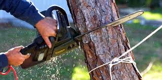 Mulching Services in Teviston, CA
