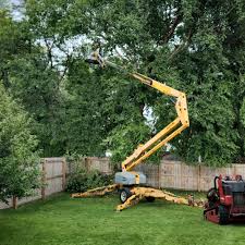 Best Tree Disease Treatment  in Teviston, CA