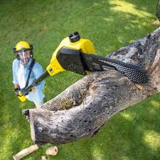 Best Hedge Trimming  in Teviston, CA