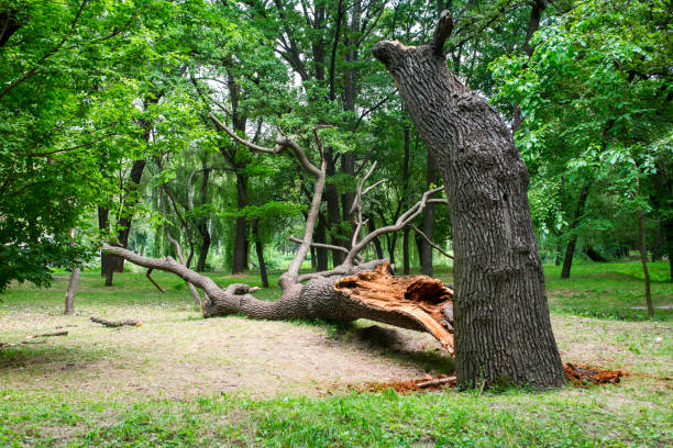 How Our Tree Care Process Works  in  Teviston, CA
