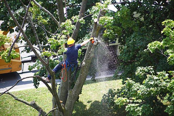 Best Tree Maintenance Programs  in Teviston, CA