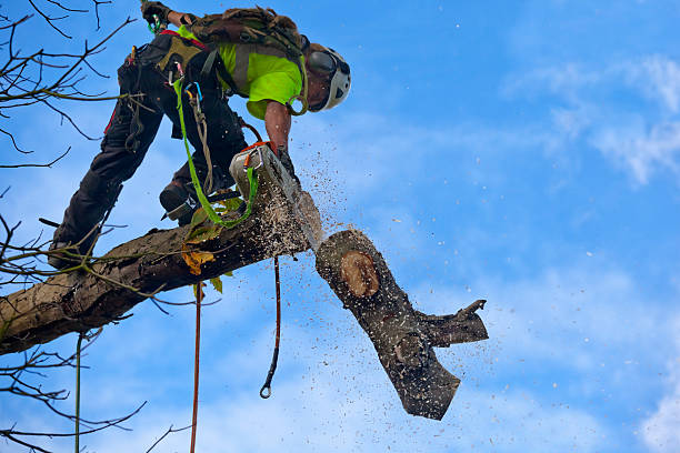 Best Lawn Maintenance Plans  in Teviston, CA